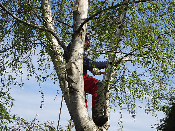 How Our Tree Care Process Works  in  Lansford, PA